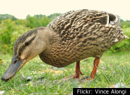 Famous Quotes With One Word Replaced By 'Duck'