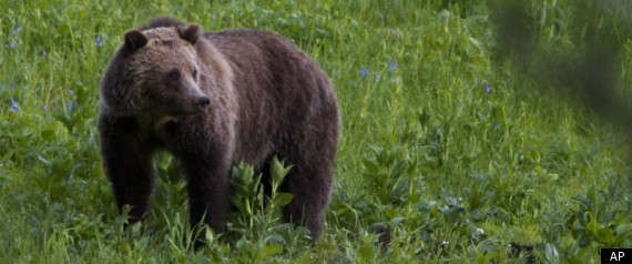 Grizzly Bear