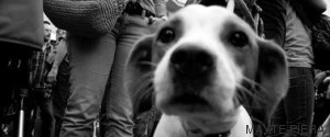 perro