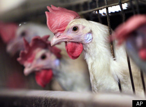 Battery Cages