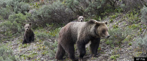 Grizzly Bear