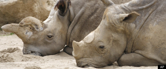 White Rhino