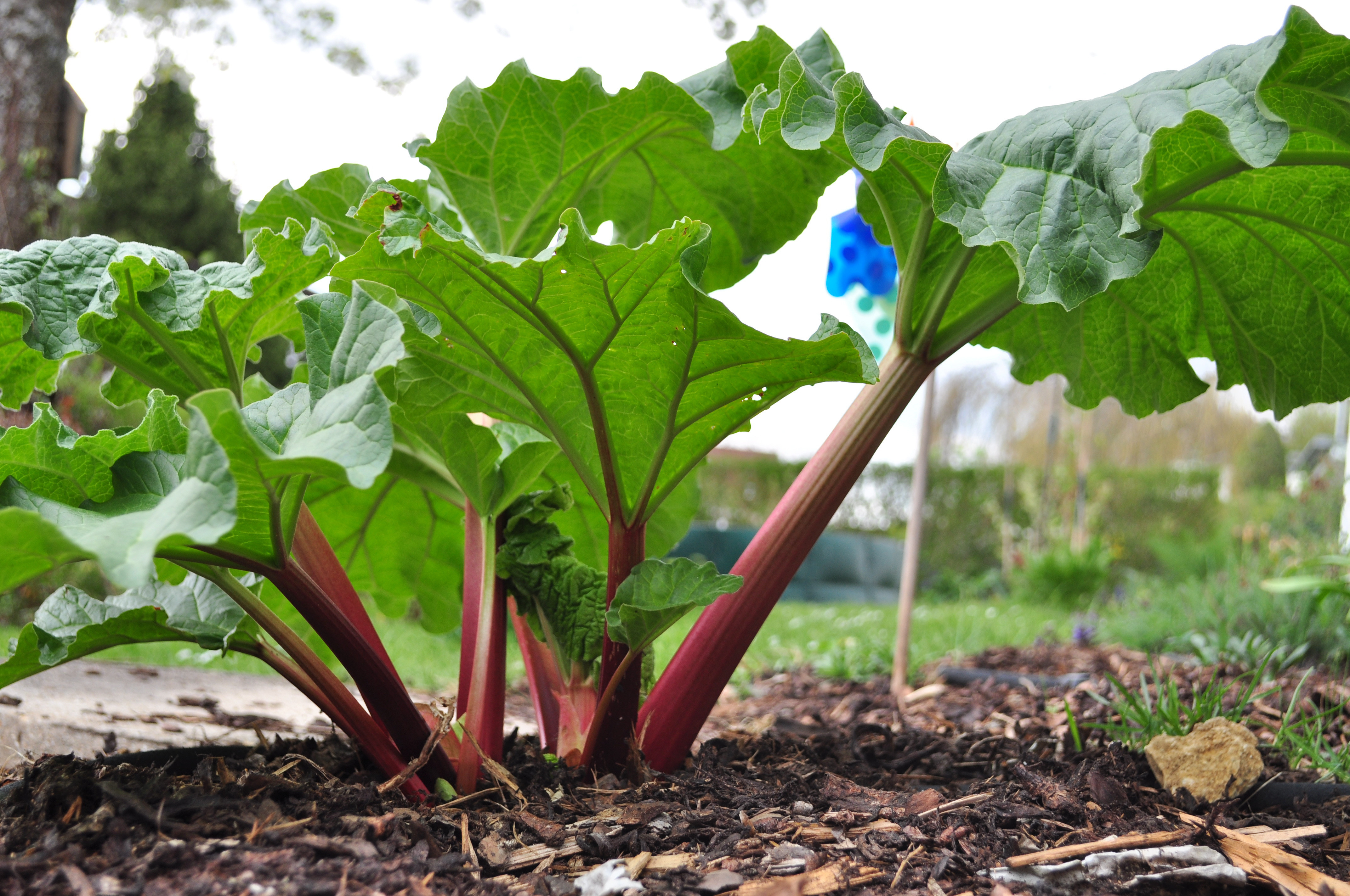 So What Exactly IS Rhubarb, Anyway? HuffPost