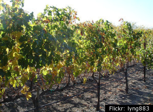Napa Valley Climate Change