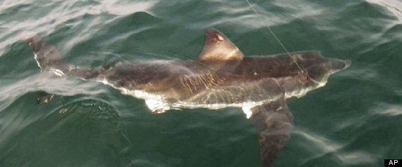 Shark