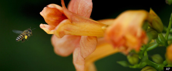 Bee