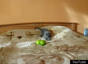 Kitty