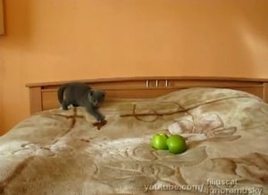 Kitten Scared Of Two Apples