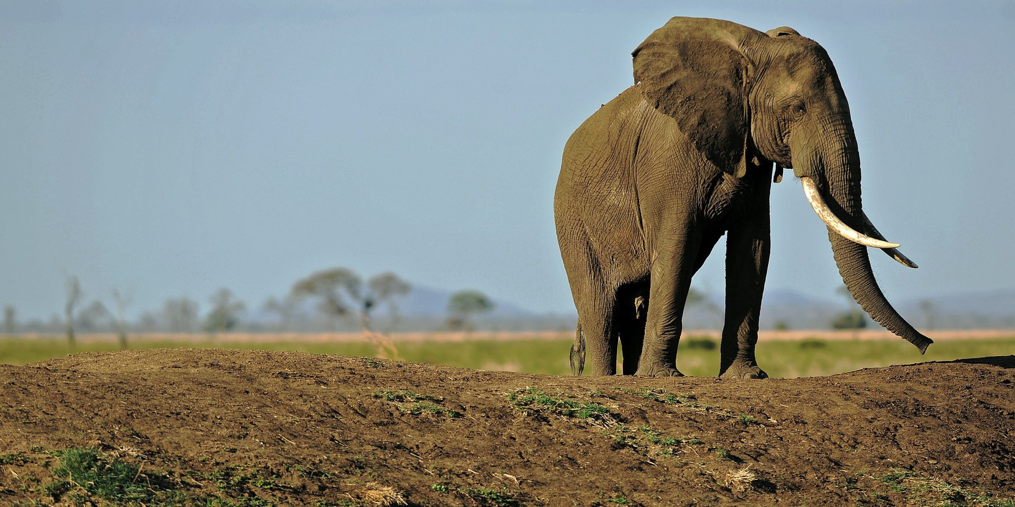 Tanzania's Elephant Population Is Declining, And Ivory Poaching Is A