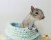 These Adorable Knitted Nests Are Helping To Keep Injured Baby Animals Safe