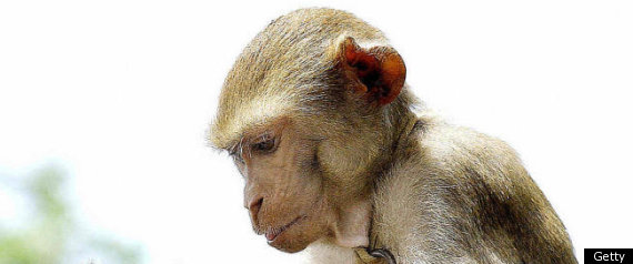 Monkey Marriage India