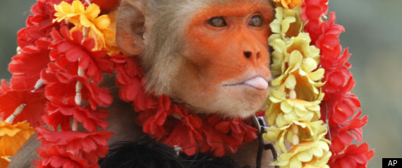 Monkey Wedding Called Illegal By Indian Officials Monkey Ceremony