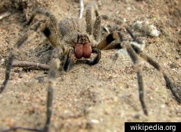 Germany's Supermarket-Terrorizing Killer Spider Presumed Dead