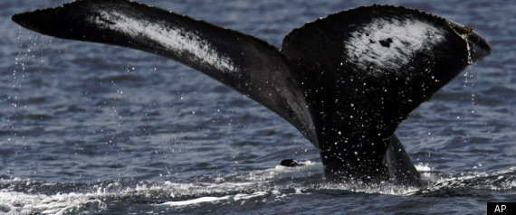 International Whaling Commission