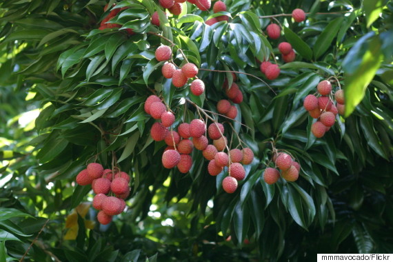 lychee tree