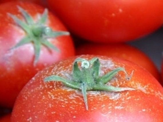 Tomatoes