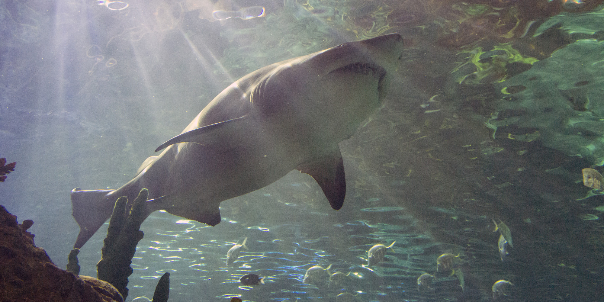 Shark Dies In Florida Highway Crash After Being Ejected From Tank HuffPost