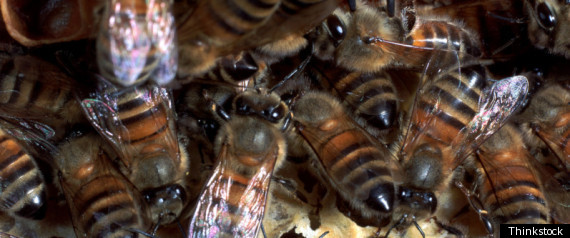 14 Million Bees Spilled
