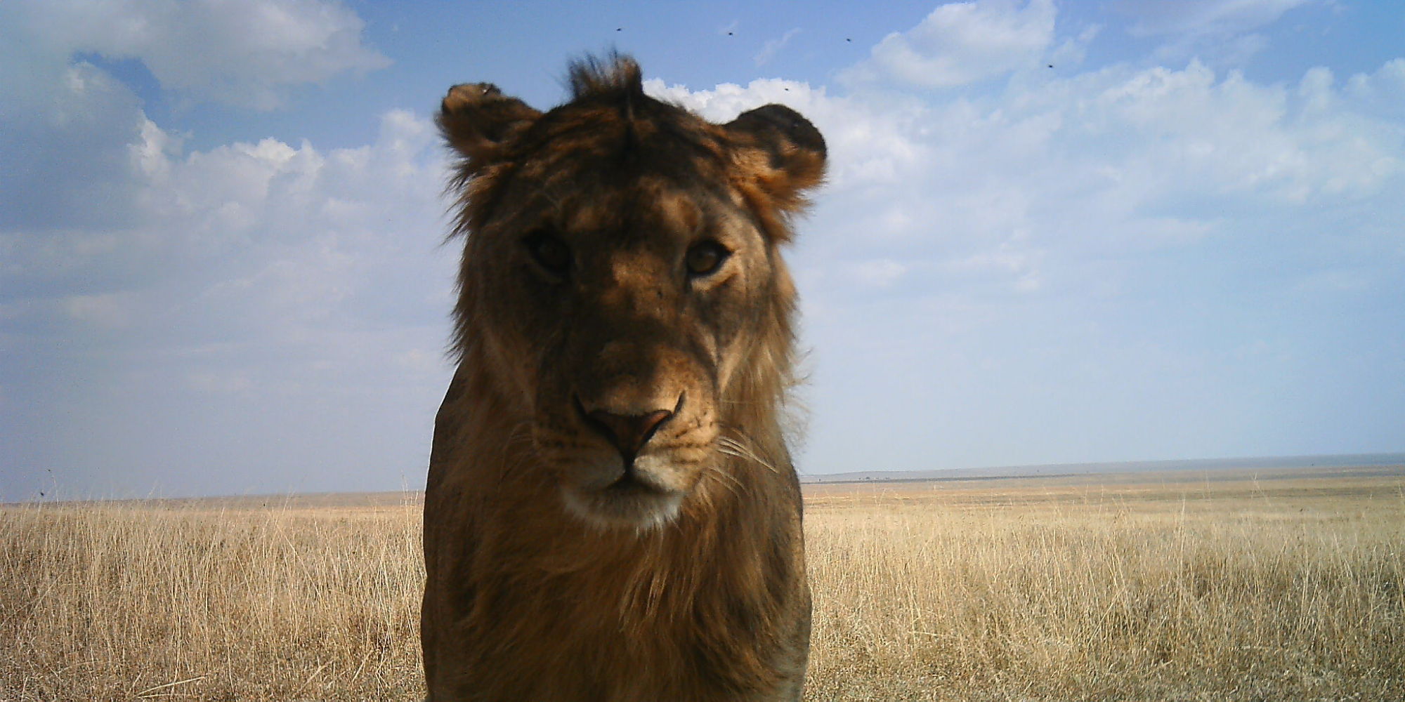 photos  parc du serengeti   les clich u00e9s incroyables d