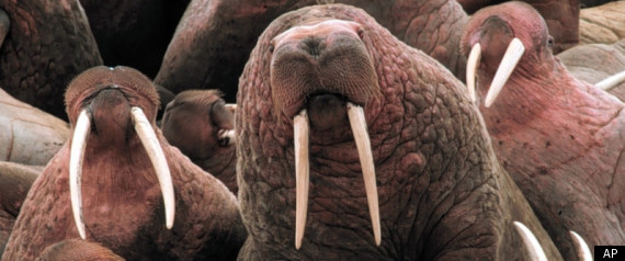 Obama Endangered Species