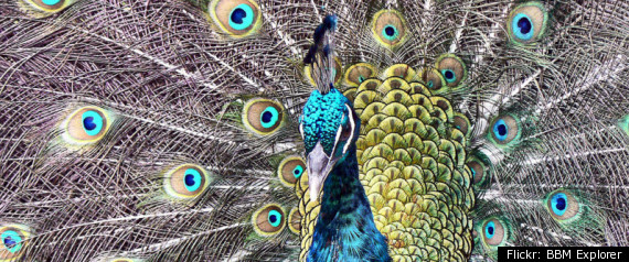 Peacock