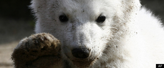 Polar Bear