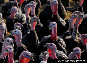 Turkeys Dead
