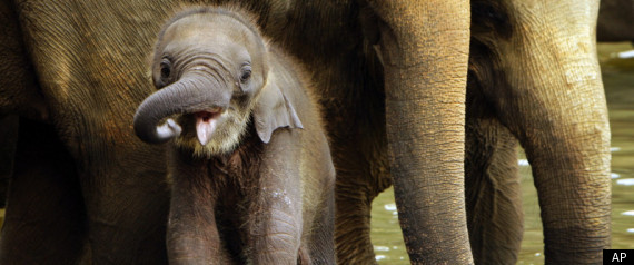 Sri Lanka Elephant Census Aims To Help Cons