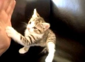 High Five Kitten