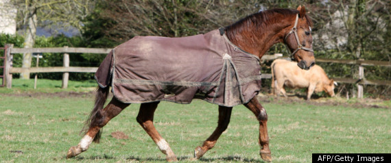 Horse