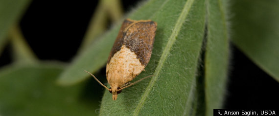 Light Brown Apple Moth