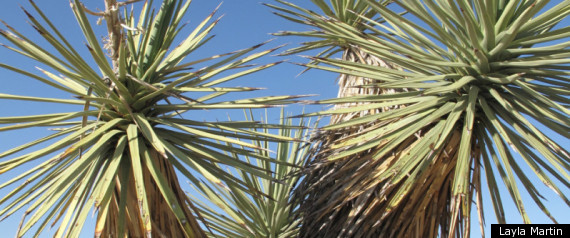 Joshua Tree