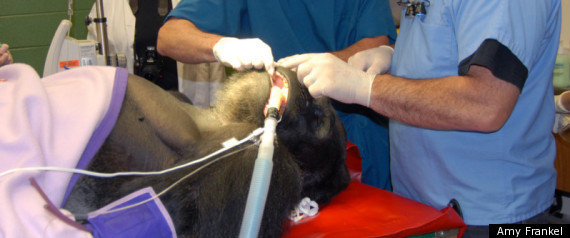 GORILLA DENTIST
