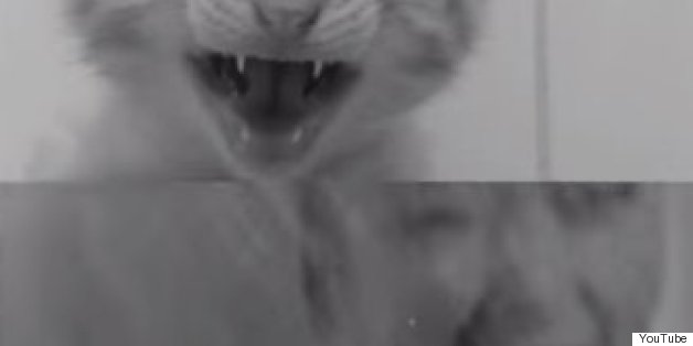 'Psycho' Remade With Kittens Is Terrifying But AWWW