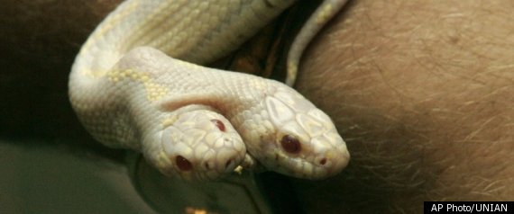 Two Headed Snake