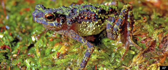 Borneo Rainbow Toad