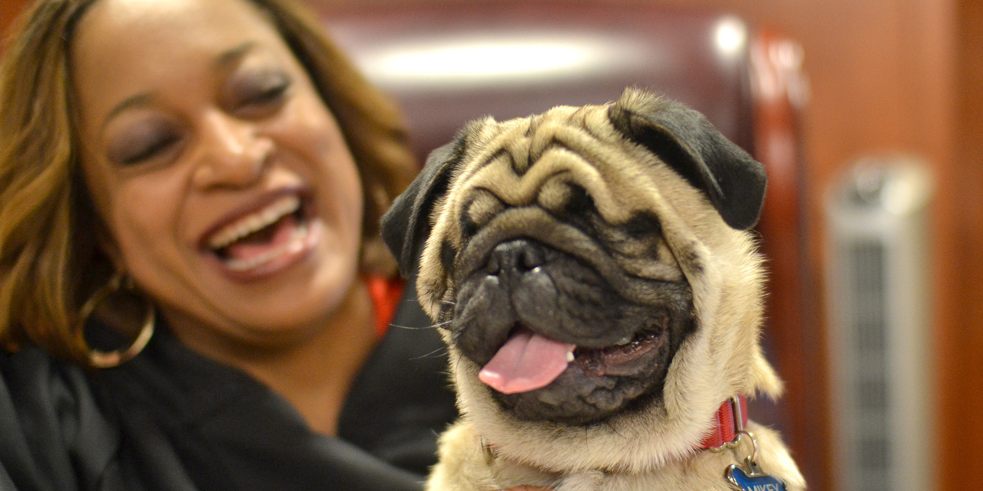 Judge And Her Blind Rescue Pug Are Practically Inseparable