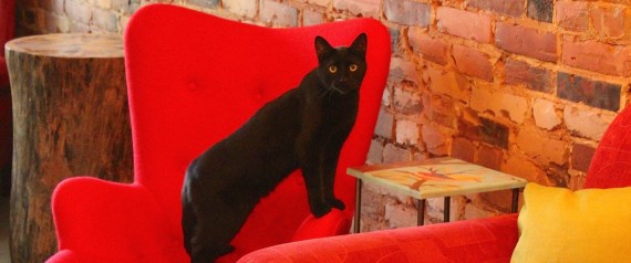 Montreal’s First Vegan Cat Cafe