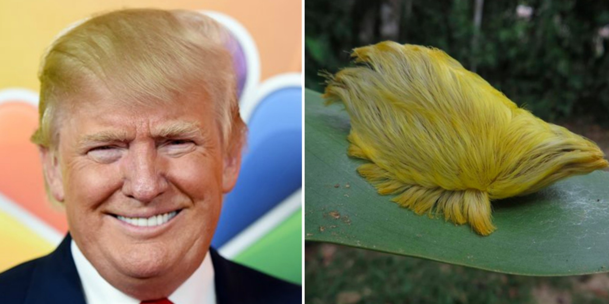Donald Trump Bad Hair donald trump is running for president. here are 