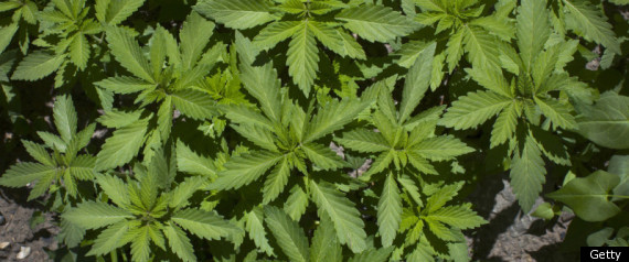 Mexico Marijuana Plantation