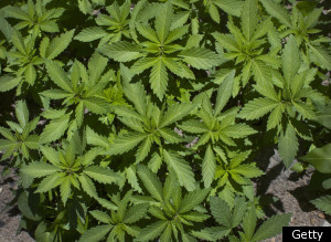 Mexico Marijuana Plantation