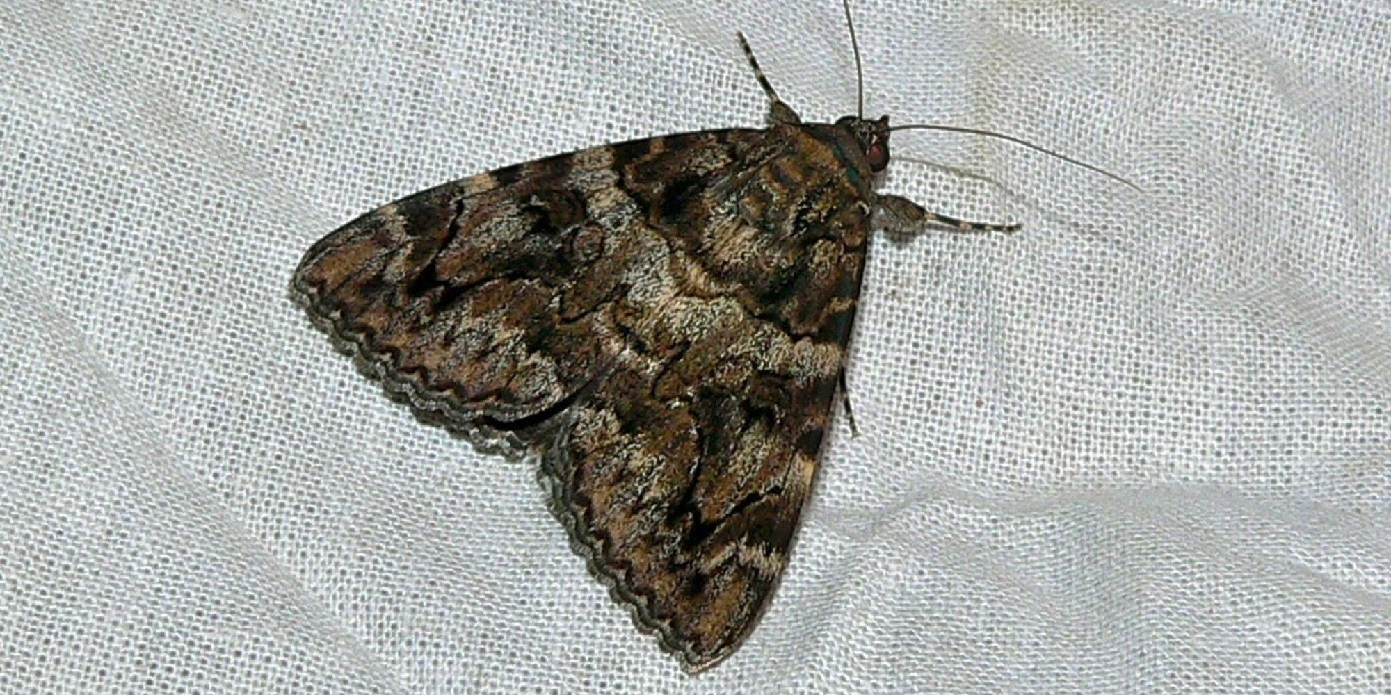 Pour lutter contre les mites, Londres pousse ses papillons de nuit à s — free download