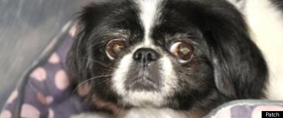 Animal Shelters