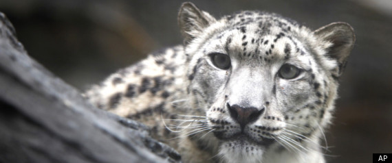Snow Leopard