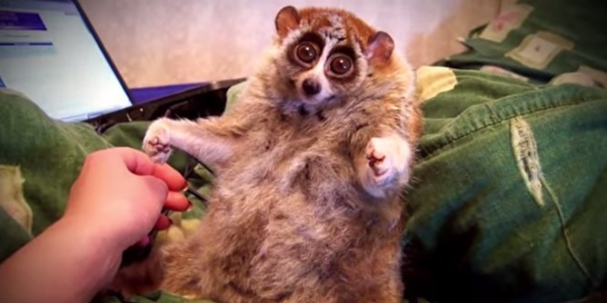 slow loris cuddly toy