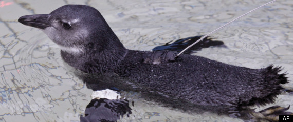Penguin