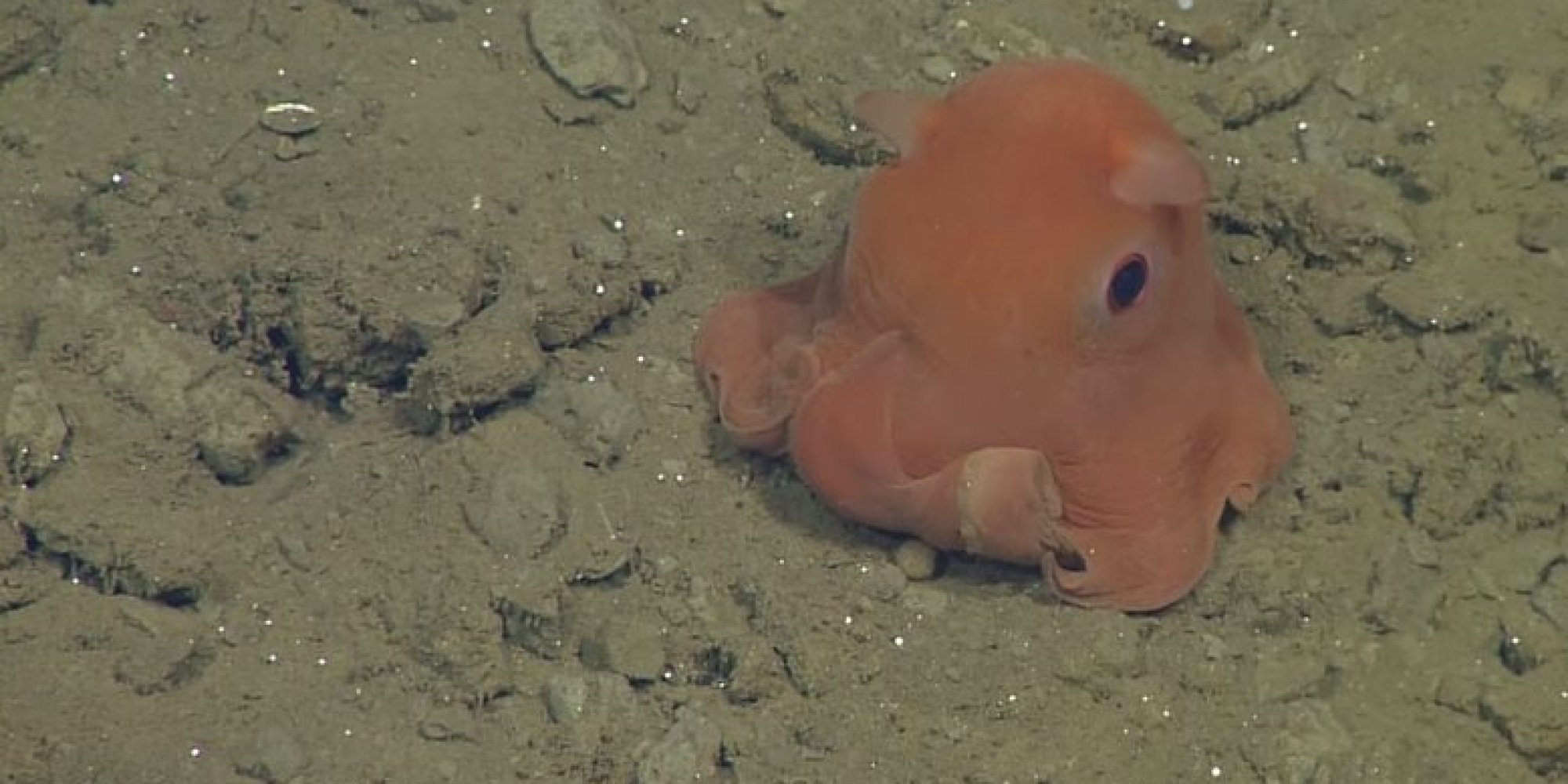 World's Cutest Pink Octopus May Be Named 'Adorabilis' As Cephalopod