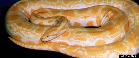 Albino Burmese Python