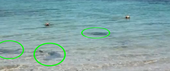 Dog Bites Shark