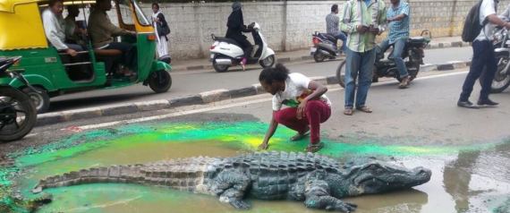 How A Bengaluru Artists Crocodile In The Middle Of A Busy Road Got A